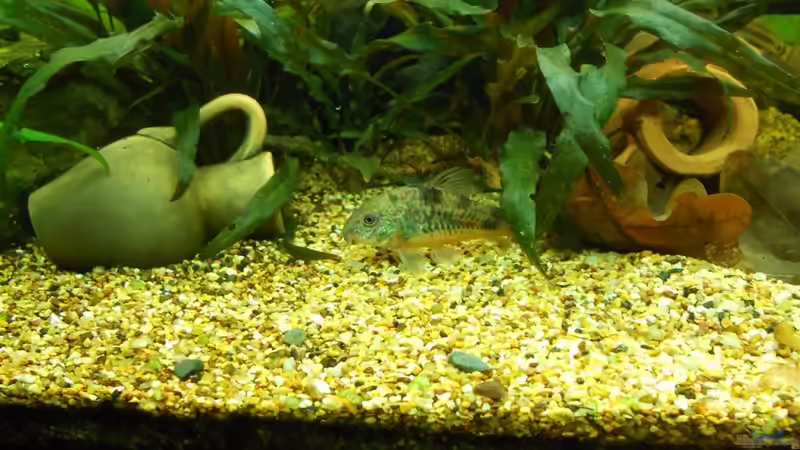 Besatz im Aquarium Ein schönes miteinander von FIsch89 (23)