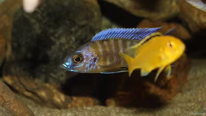 Besatz im Aquarium Ein Stück Heimat von bergstrasse (21)