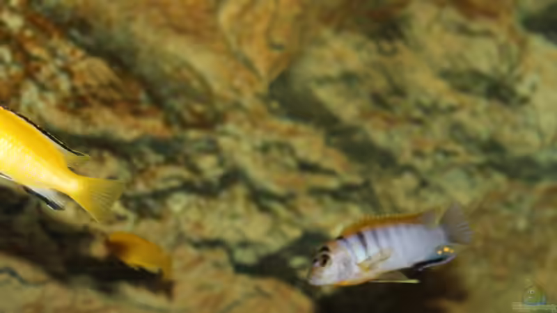 Besatz im Aquarium Ein Stück Heimat von bergstrasse (22)