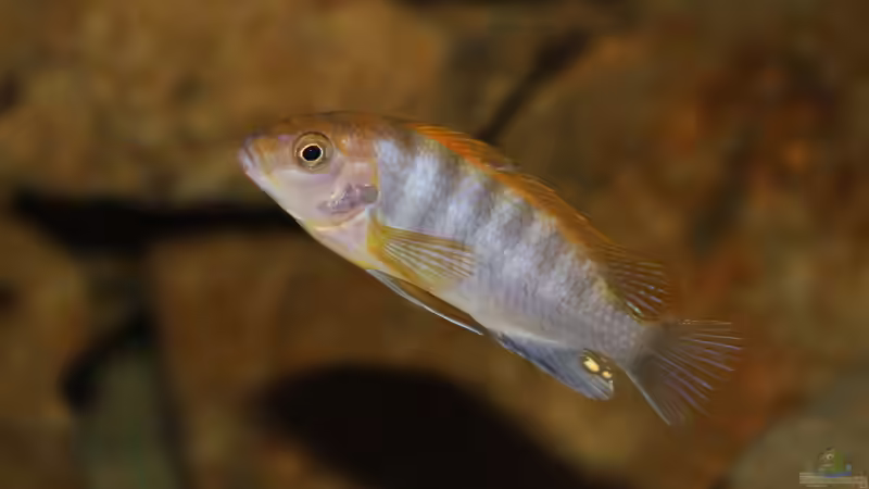 Besatz im Aquarium Ein Stück Heimat von bergstrasse (23)