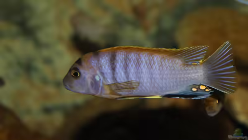 Besatz im Aquarium Ein Stück Heimat von bergstrasse (24)