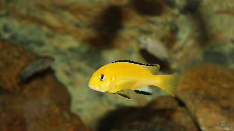 Besatz im Aquarium Ein Stück Heimat von bergstrasse (25)