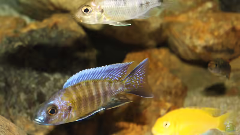 Besatz im Aquarium Ein Stück Heimat von bergstrasse (26)