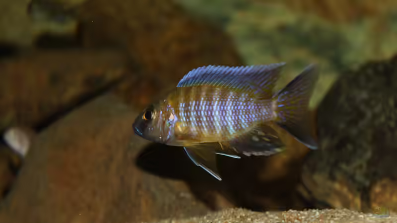 Besatz im Aquarium Ein Stück Heimat von bergstrasse (27)