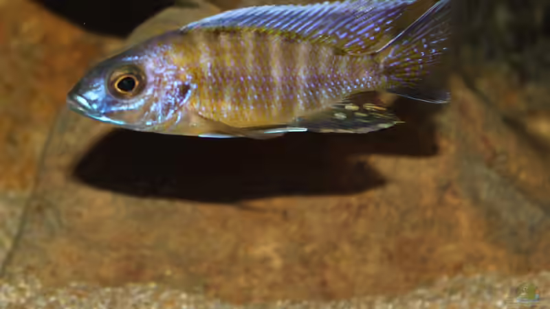 Besatz im Aquarium Ein Stück Heimat von bergstrasse (28)