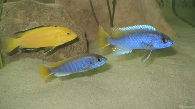 Besatz im Aquarium Ein Stück Malawisee von Caroline (10)