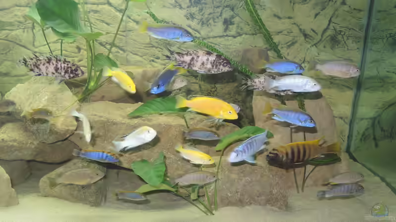 Besatz im Aquarium Ein Stück Malawisee von Caroline (11)