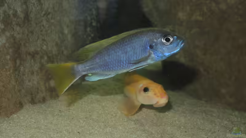 Besatz im Aquarium Ein Stück Malawisee von Caroline (12)