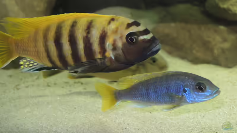 Besatz im Aquarium Ein Stück Malawisee von Caroline (14)