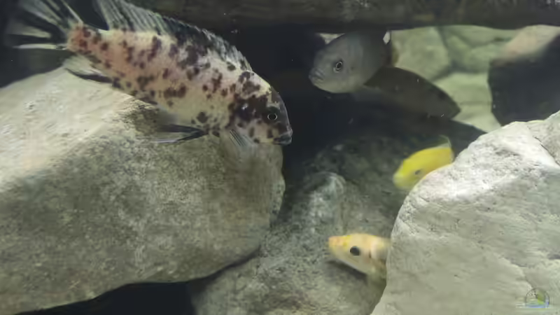 Besatz im Aquarium Ein Stück Malawisee von Caroline (15)