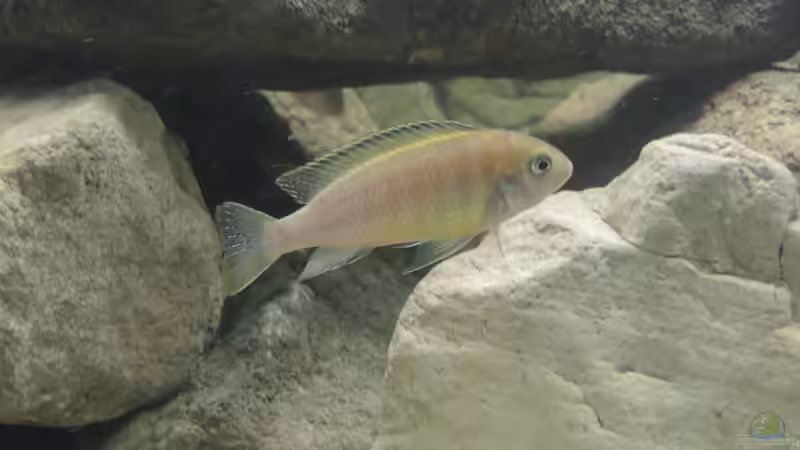 Besatz im Aquarium Ein Stück Malawisee von Caroline (16)