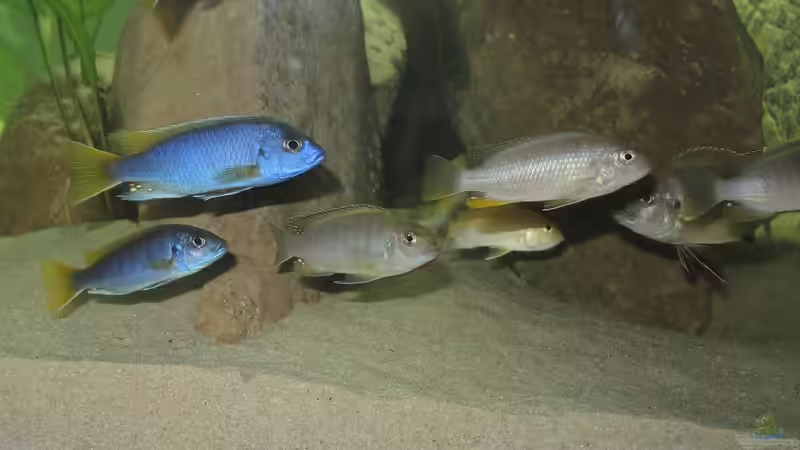 Besatz im Aquarium Ein Stück Malawisee von Caroline (6)