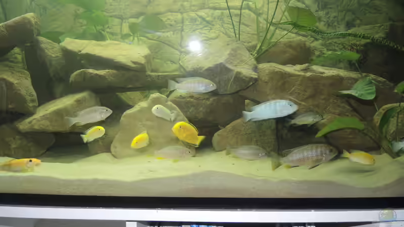 Besatz im Aquarium Ein Stück Malawisee von Caroline (7)