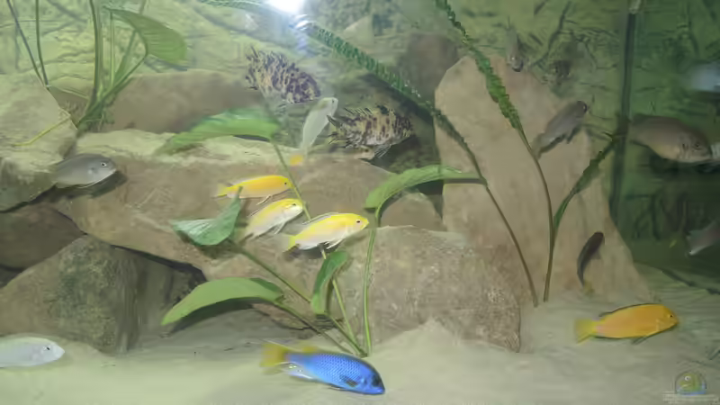 Besatz im Aquarium Ein Stück Malawisee von Caroline (8)