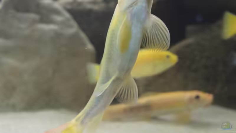 Besatz im Aquarium Ein Stück Malawisee von Caroline (9)