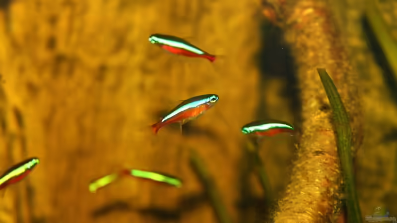 Besatz im Aquarium Ein Stück Südamerika von marxbre (56)