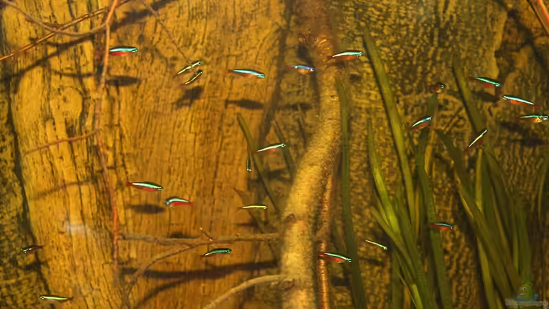 Besatz im Aquarium Ein Stück Südamerika von marxbre (58)