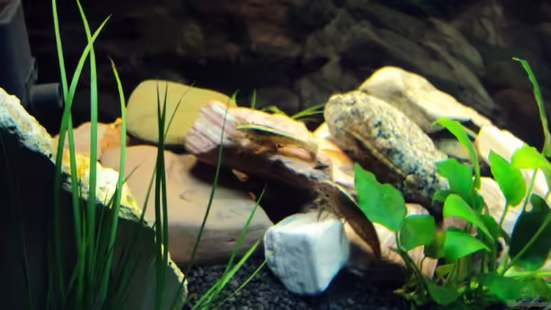 Besatz im Aquarium Ein Traum für Fächergarnelen von Fabian Kühn (15)