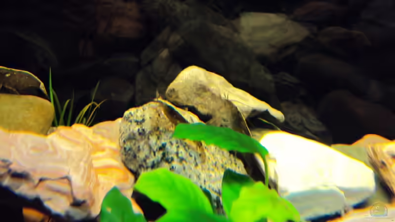 Besatz im Aquarium Ein Traum für Fächergarnelen von Fabian Kühn (16)