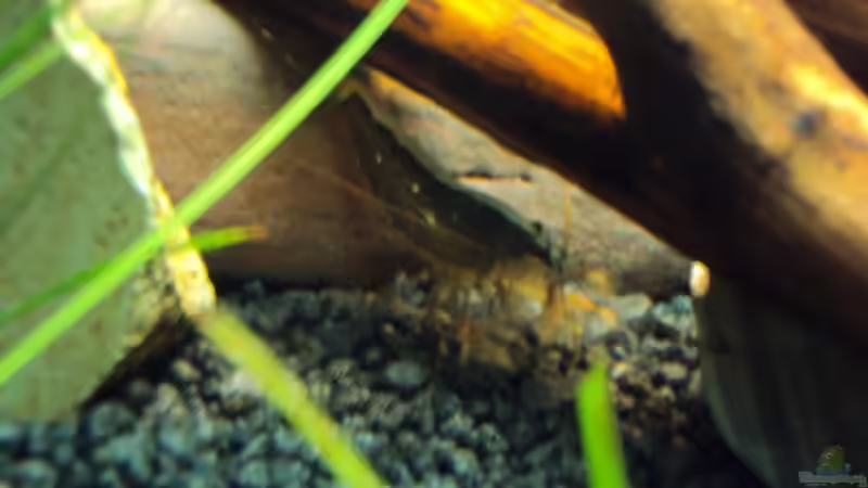 Besatz im Aquarium Ein Traum für Fächergarnelen von Fabian Kühn (17)