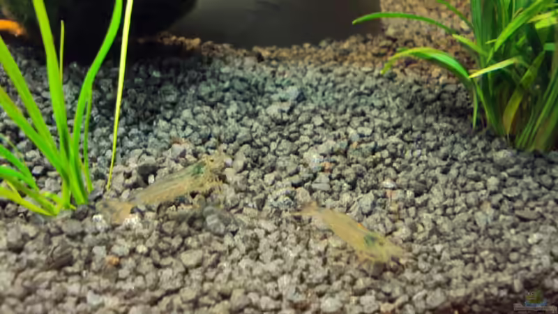 Besatz im Aquarium Ein Traum für Fächergarnelen von Fabian Kühn (18)