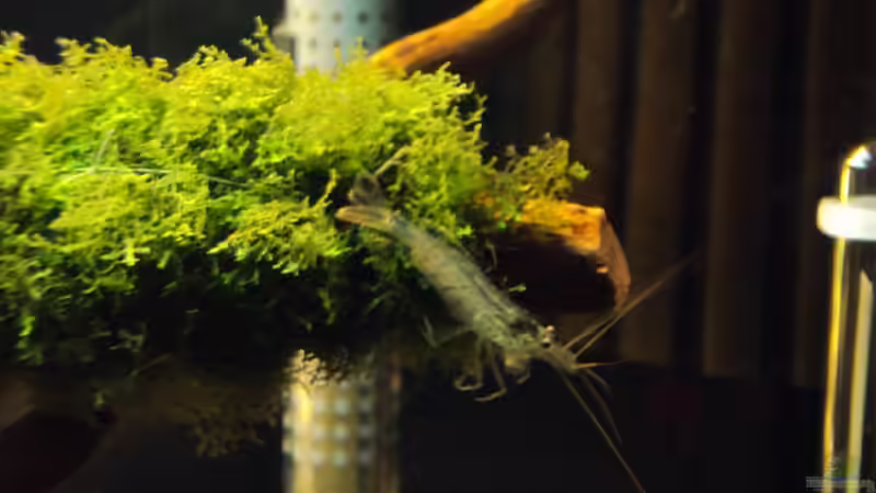 Besatz im Aquarium Ein Traum für Fächergarnelen von Fabian Kühn (19)