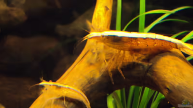 Besatz im Aquarium Ein Traum für Fächergarnelen von Fabian Kühn (20)