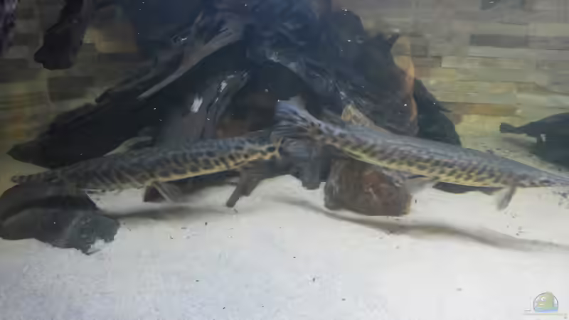 Besatz im Aquarium Ein Traum in groß und rochenfreundlich von Kenno (16)