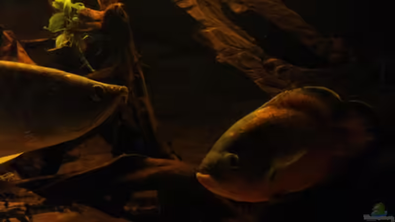 Besatz im Aquarium Ein Traum in groß und rochenfreundlich von Kenno (22)