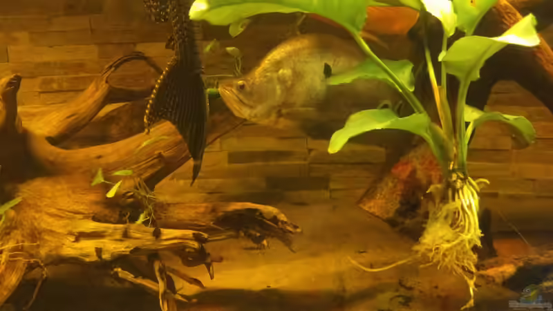 Besatz im Aquarium Ein Traum in groß und rochenfreundlich von Kenno (26)