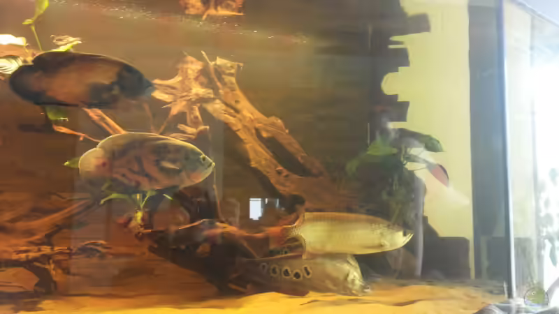 Besatz im Aquarium Ein Traum in groß und rochenfreundlich von Kenno (31)