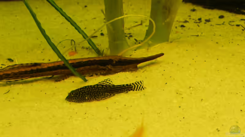 Besatz im Aquarium eine neue Welt von Heinz Von B1 (29)