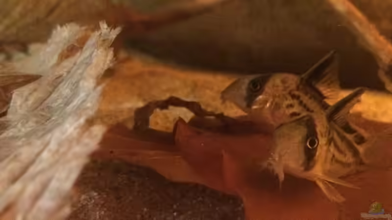 Besatz im Aquarium Eingetaucht von Judith P. (19)