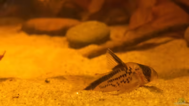 Besatz im Aquarium Eingetaucht von Judith P. (20)