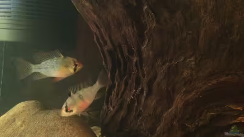 Besatz im Aquarium Eingetaucht von Judith P. (25)