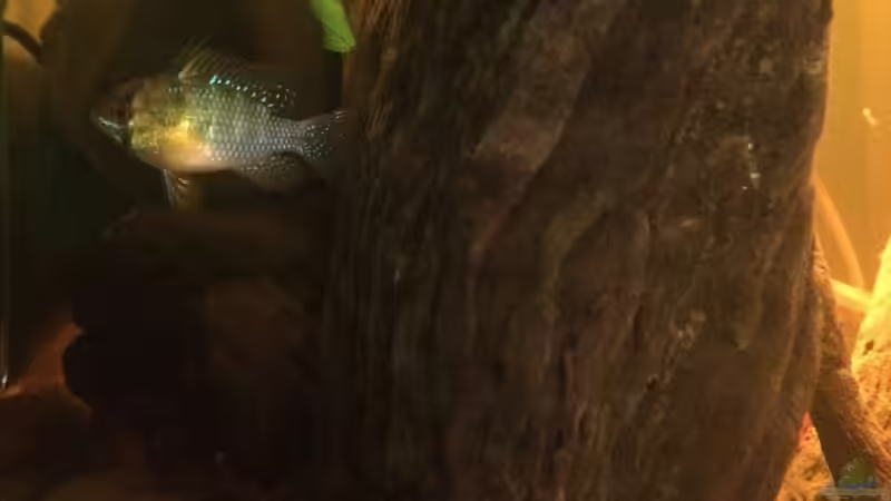 Besatz im Aquarium Eingetaucht von Judith P. (26)