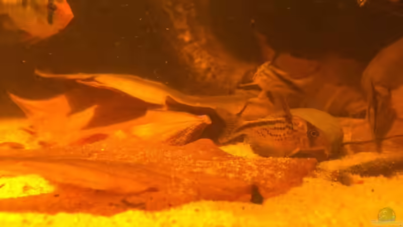 Besatz im Aquarium Eingetaucht von Judith P. (27)