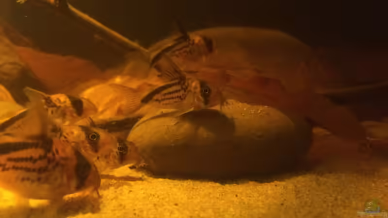 Besatz im Aquarium Eingetaucht von Judith P. (28)