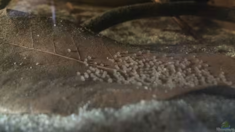 Besatz im Aquarium Eingetaucht von Judith P. (29)