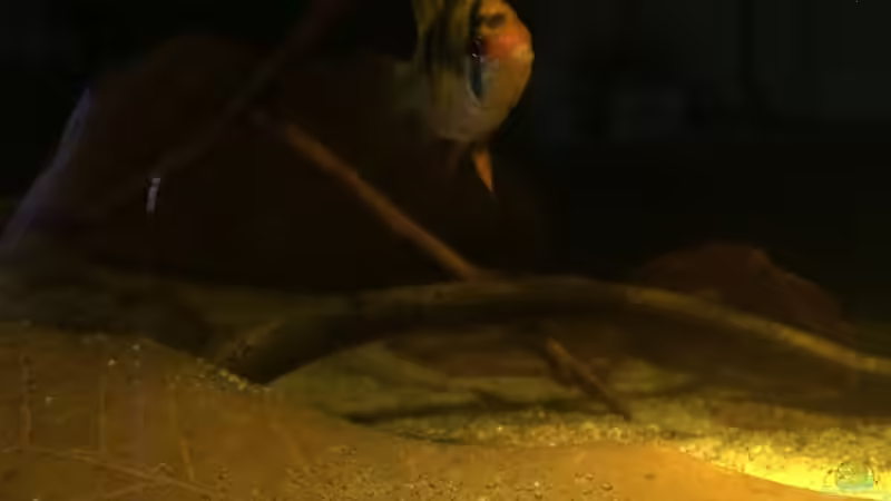 Besatz im Aquarium Eingetaucht von Judith P. (30)