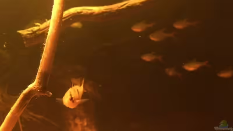 Besatz im Aquarium Eingetaucht von Judith P. (32)