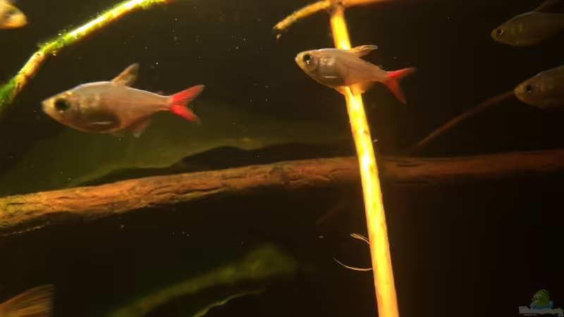 Besatz im Aquarium Eingetaucht von Judith P. (33)