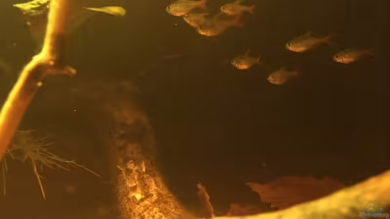 Besatz im Aquarium Eingetaucht von Judith P. (34)