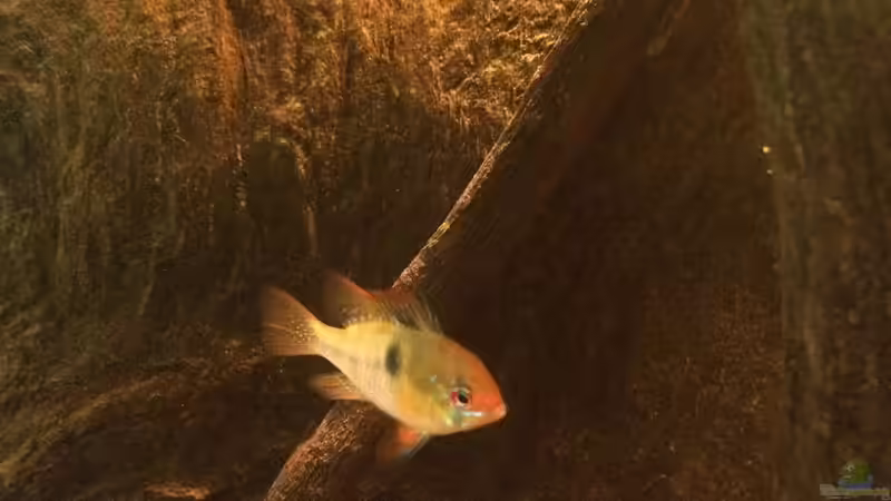 Besatz im Aquarium Eingetaucht von Judith P. (36)