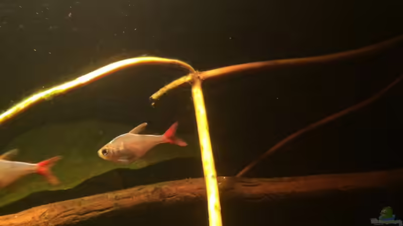 Besatz im Aquarium Eingetaucht von Judith P. (37)