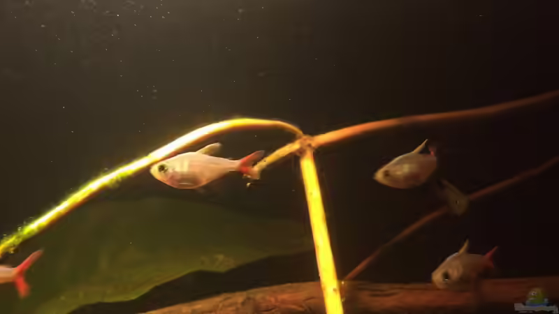 Besatz im Aquarium Eingetaucht von Judith P. (38)