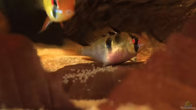 Besatz im Aquarium Eingetaucht von Judith P. (39)