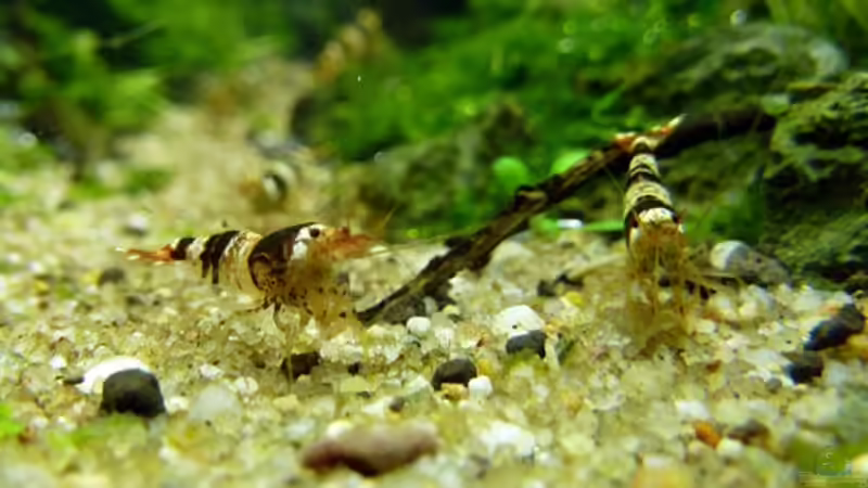 Besatz im Aquarium Einst war das Chaos von -serok- (26)