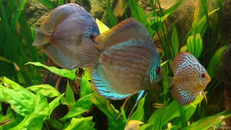 Besatz im Aquarium Ekki´s von ekki (10)
