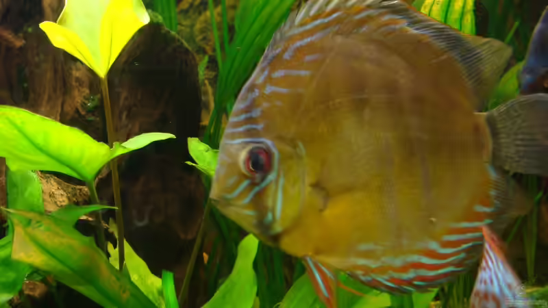 Besatz im Aquarium Ekki´s von ekki (12)